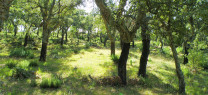 Bosque de alcornoques de Andalucía