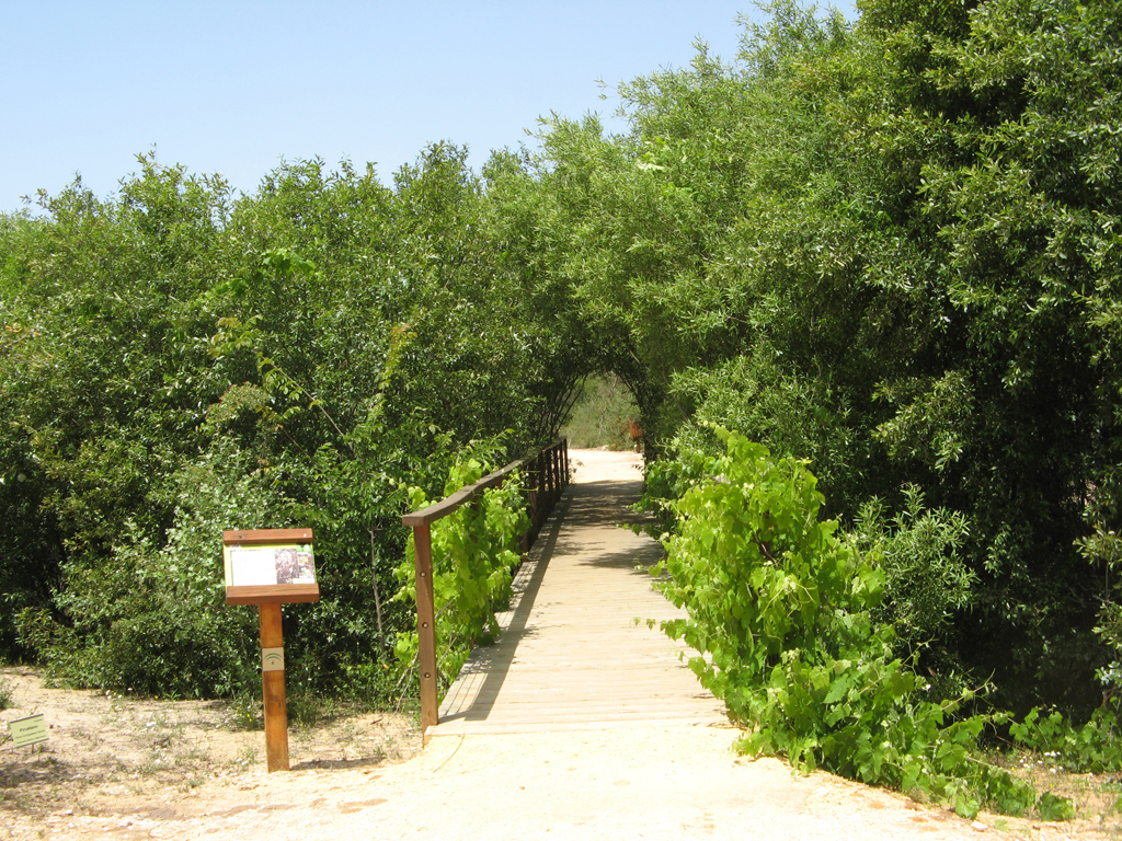 Abrir ficha de la imagen. Jardín Botánico 'Dunas del Odiel': Paseo de Ribera