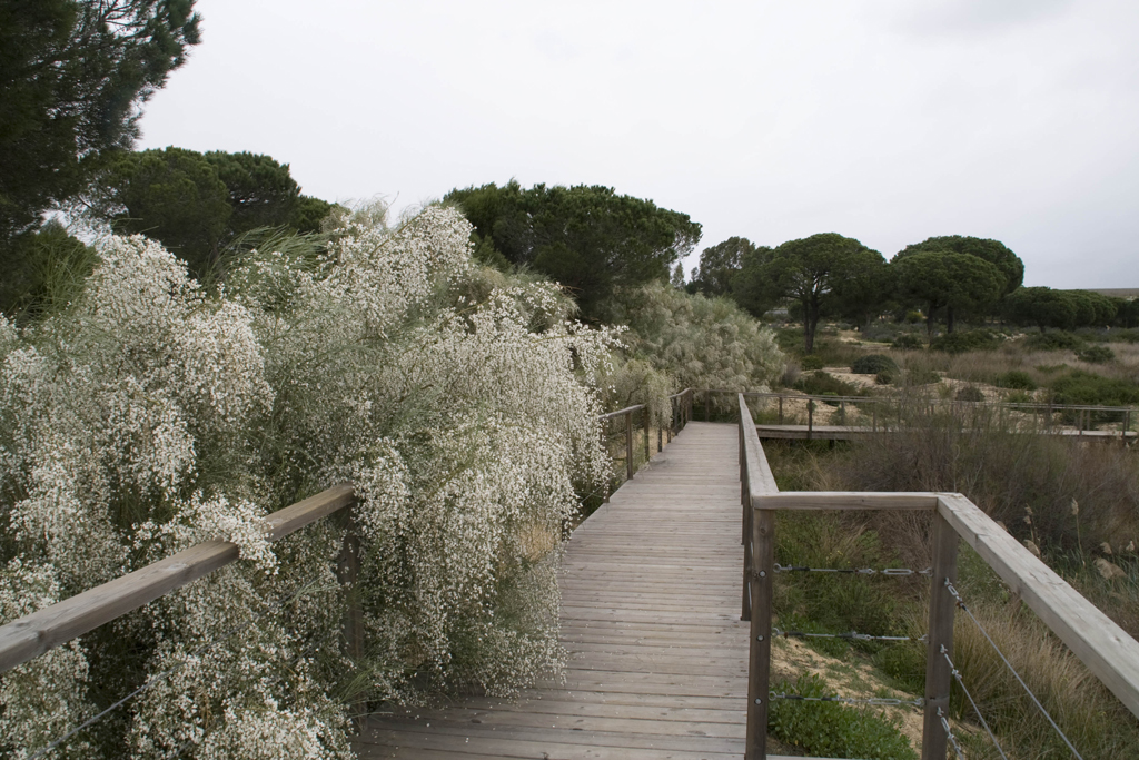 Abrir ficha de la imagen. Jardín Botánico 'Dunas del Odiel': Pasarela 2