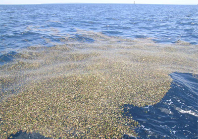 Cúmulo excepcional de olivas de mar a la deriva