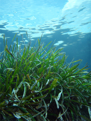 Pradera de Posidonia creciendo bajo las aguas transparentes del levante Almeriense