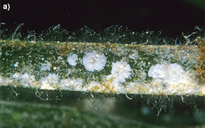 Algas epifitas sobre hoja de Posidonia
