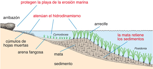 Procesos por los que una pradera de Posidonia protege la playa de la erosión