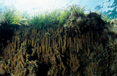 Corte de la « mata » de Posidonia oceanica