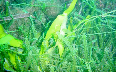 El alga invasora Caulerpa racemosa