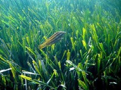 El proyecto l LIFE+Posidonia Andalucía quiere frenar la regresión de las praderas marinas de Maro