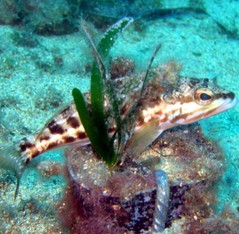 Nuevas técnicas de reimplante con semillas de Posidonia oceánica