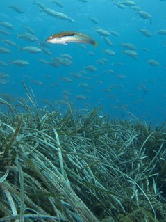 El proyecto LIFE+Posidonia Andalucía continuará hasta finales de 2014