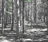 Paisaje de pinares