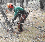 Naturalización de pinares