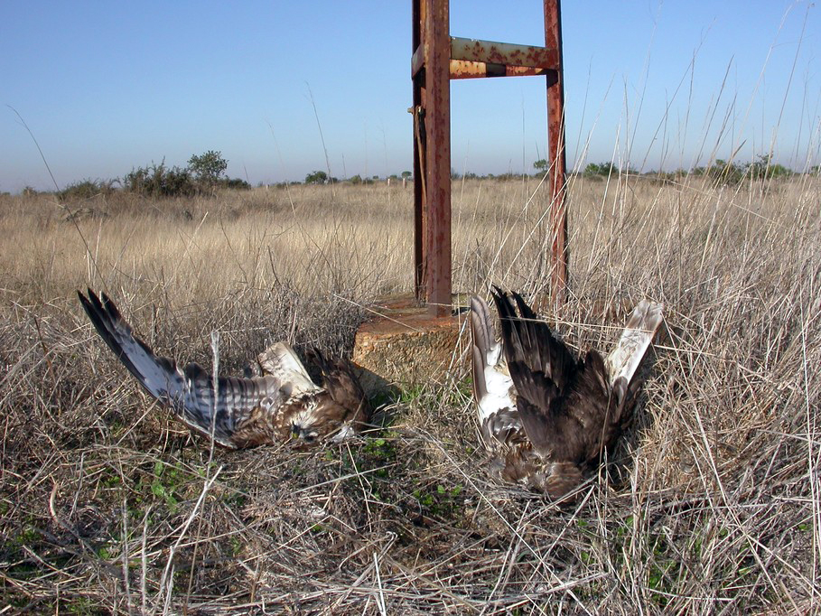 Ampliar imagen. Dos aves electrocutadas a los pies de un poste de luz