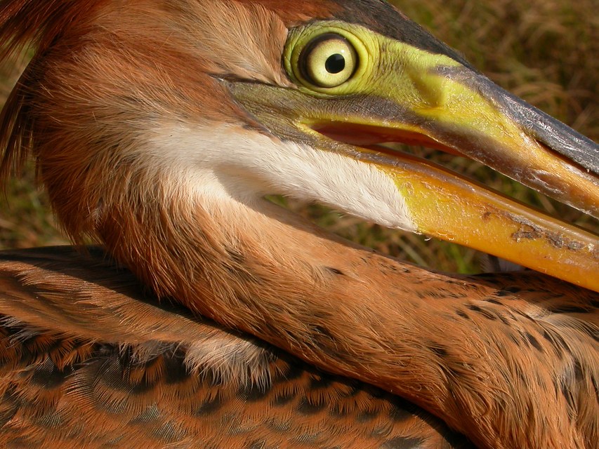 Ampliar imagen: primer plano ave del Paraje Natural Alto Guadalquivir.