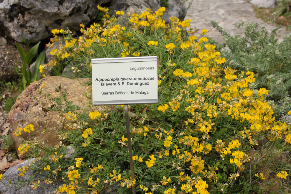 Abrir ficha de la imagen. Jardín Botánico 'El Castillejo': Hippocrepis taveramendozae