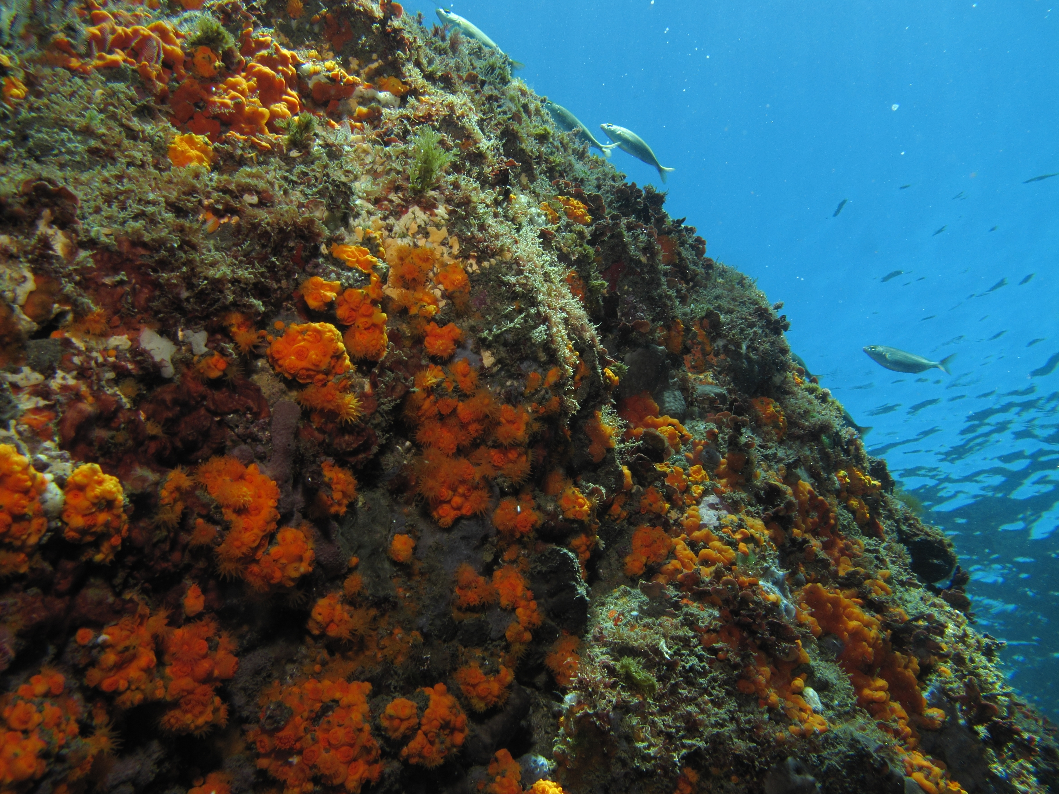 Astroides calycularis o coral anaranjado