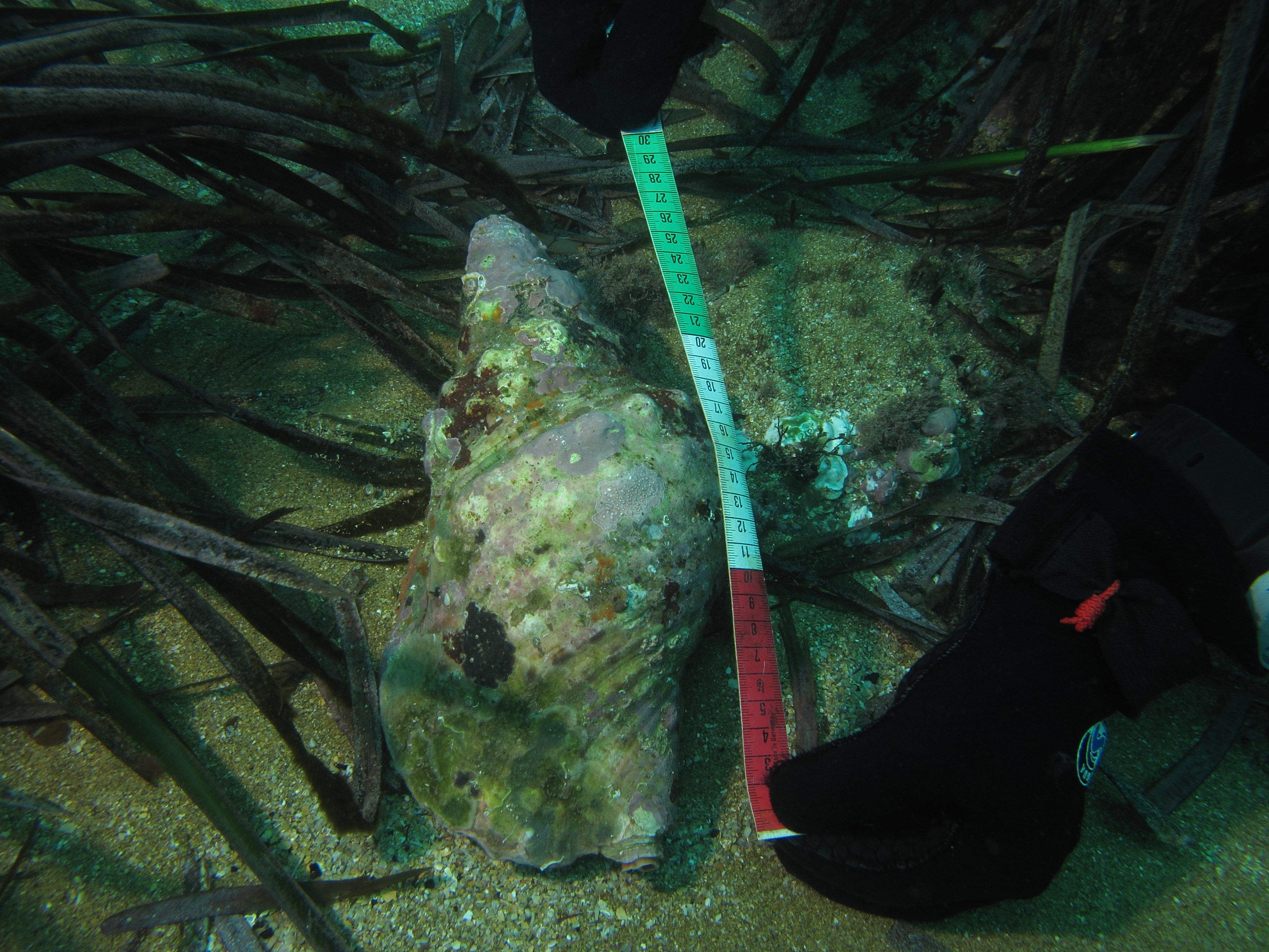 Charonia lampas IV