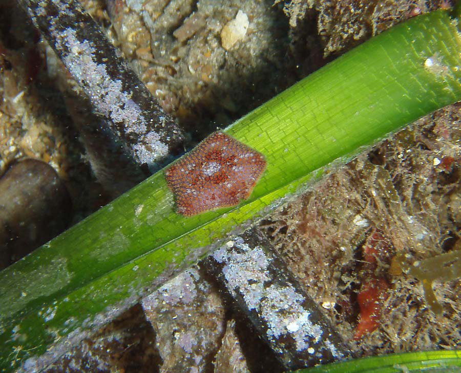 Asterina pancerii. Estrella de capitán pequeña