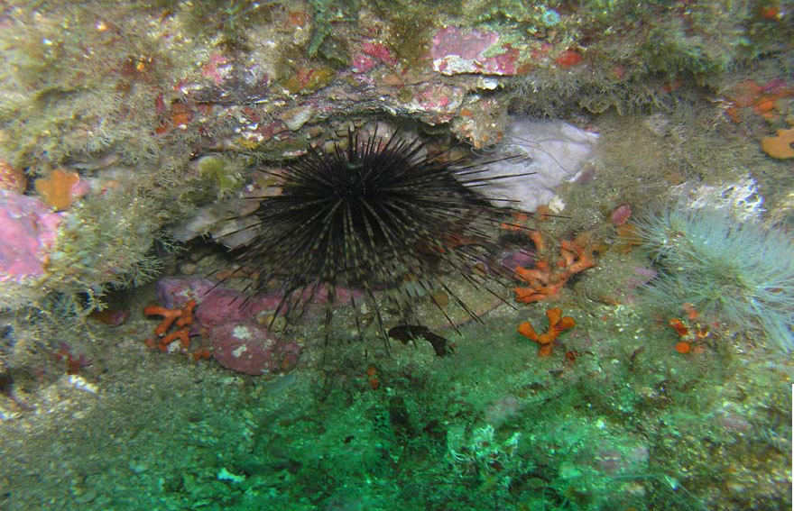 Centrostephanus longispinus