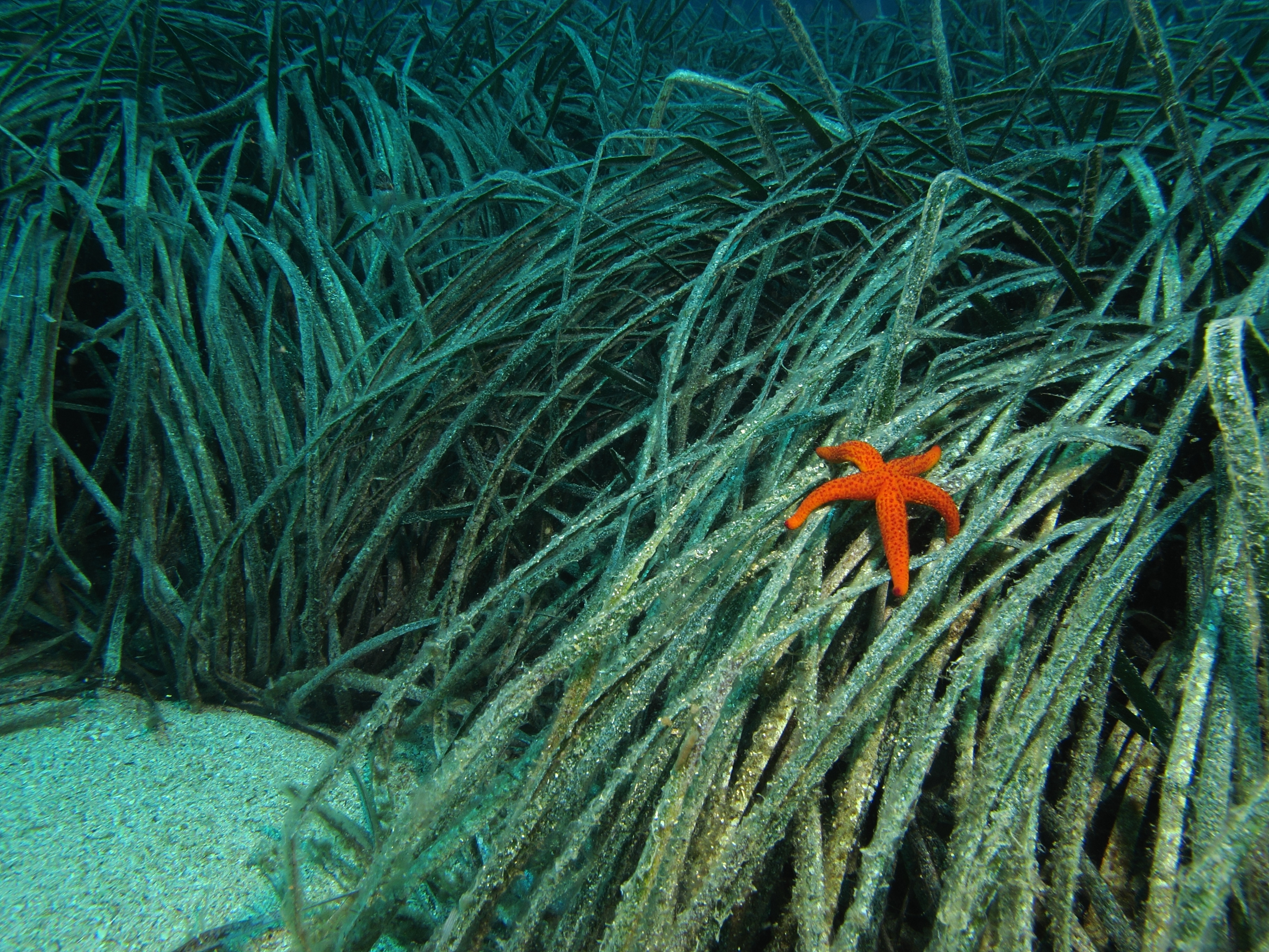 Echinaster y Posidonia oceánica