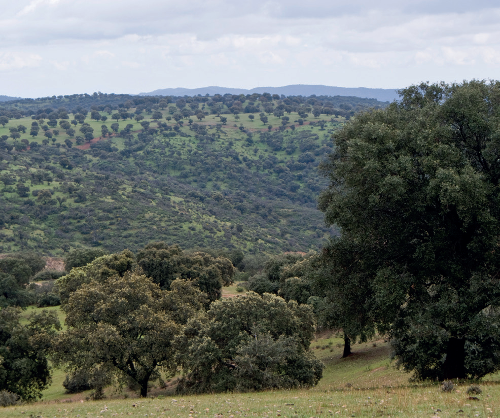 https://www.juntadeandalucia.es/medioambiente/portal/documents/20151/43277014/monte_mediterraneo_g.jpg/dbccf981-7944-6088-7bb4-2958408a602a?t=1650264413762