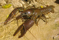 Cangrejo señal
