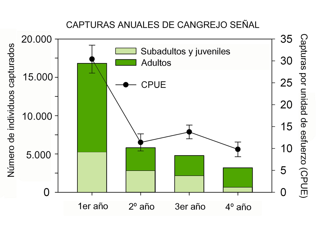 Cangrejo señal
