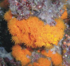Primer plano de coral de color anaranjado