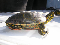 Ejemplar de Chrysemys picta