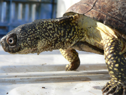 Galápagos exóticos