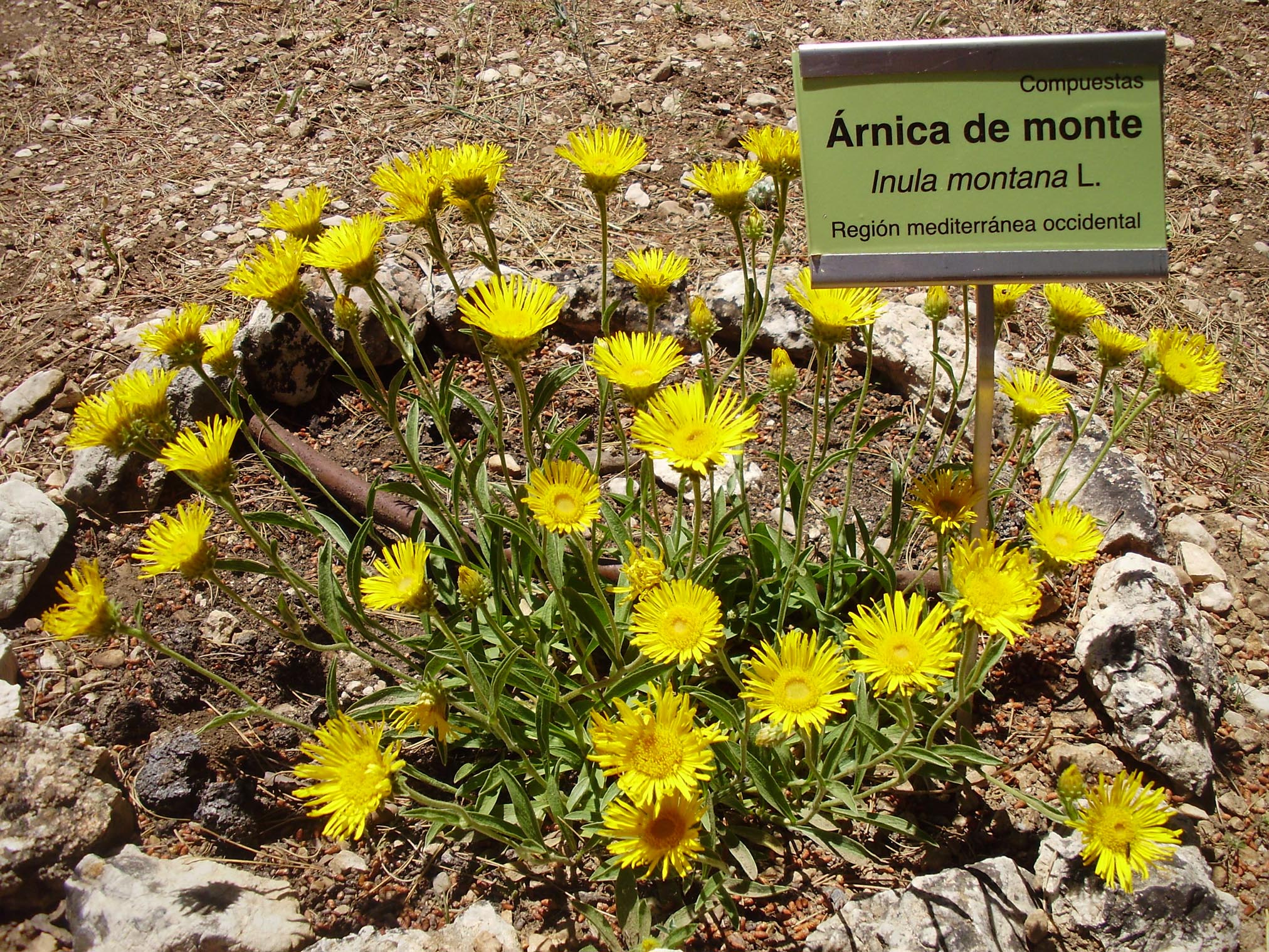 Abrir ficha de la imagen. Jardín Botánico 'Umbría de la Virgen': Árnica de monte