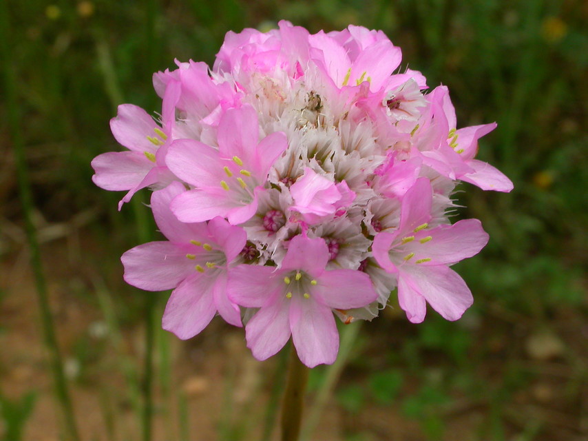 Primer plano de Armeria gaditana: flor de color rosado
