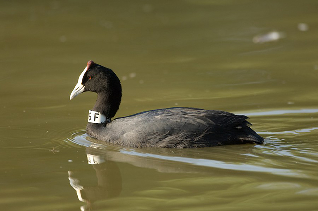 Primer plano Focha Cornuda nadando, tiene una identificación en el cuello