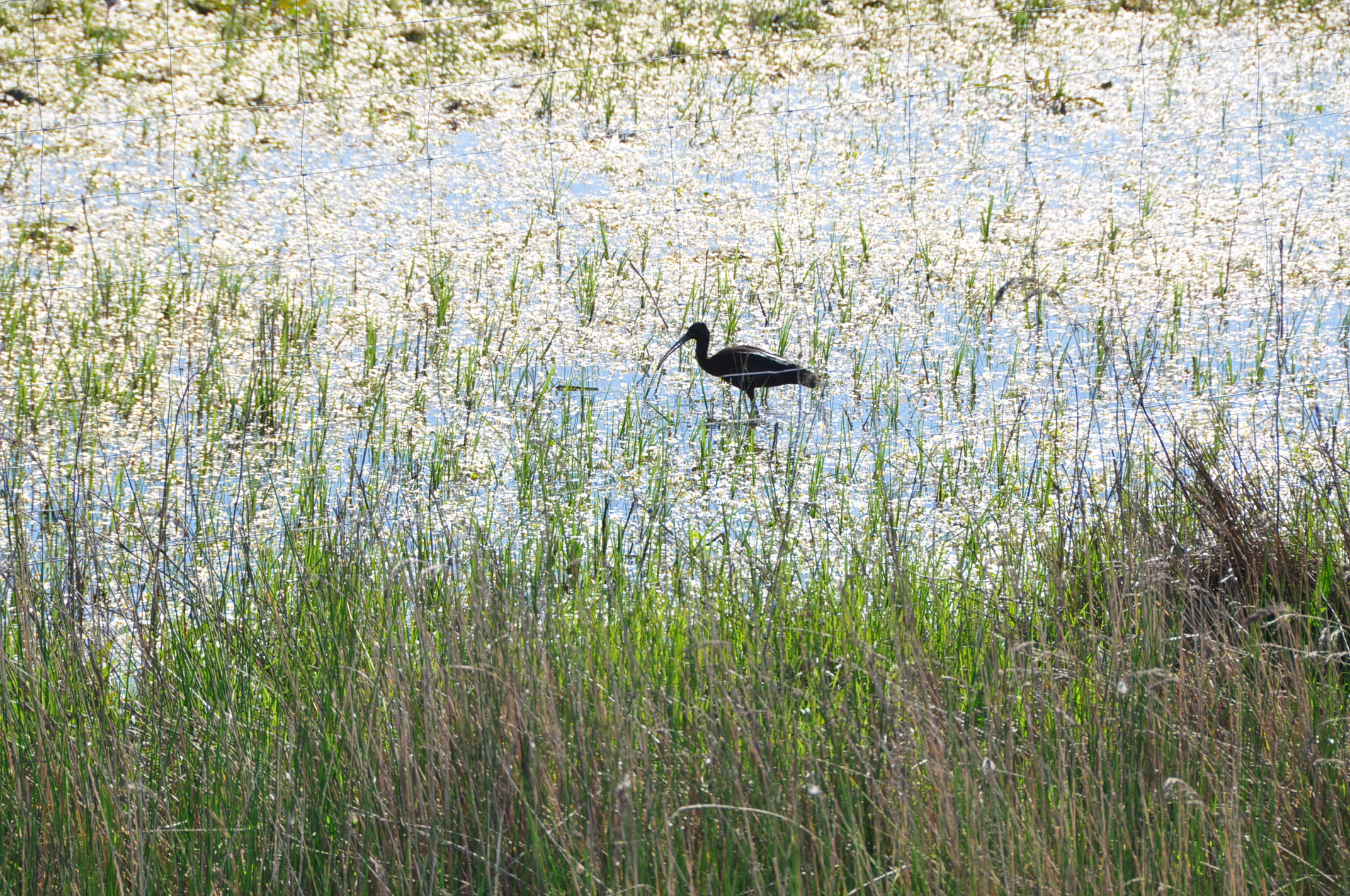 Actividades en el Espacio Natural de Doñana