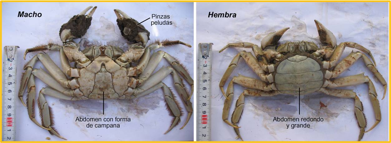 Ampliar imagen. Cangrejo chino macho: Pinzas peludas, abdomen con forma de campana. Cangrejo chino hembra: Abdomen redondo y grande.