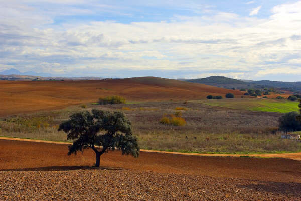 Paisaje de la Reserva Natural Complejo Endorreico Lebrija-Las Cabezas