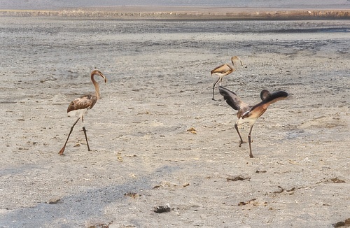 Anillamiento y seguimiento de flamencos en la reserva natural Laguna de Fuente de Piedra