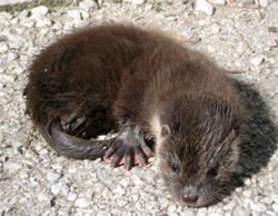 Nutria Nutria