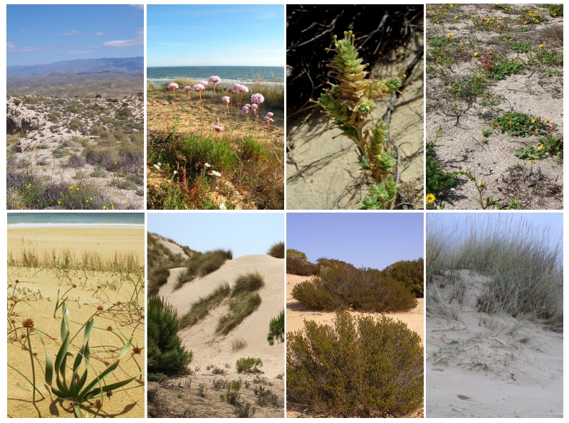 Ampliar imagen: Mosaico de imágenes de dunas, arenales y acantilados costeros