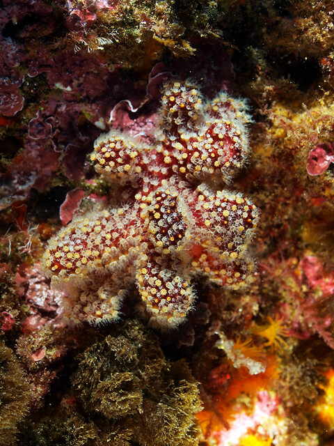 Fotografía de un ejemplar marino de Alcyonium acaule