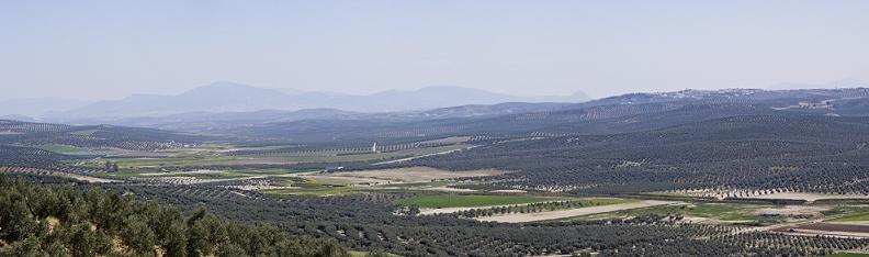 Paisaje de un gran valle con olivos