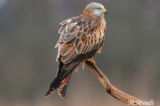 Life Antídoto. Una nueva estrategia contra el envenenamiento de grandes carnívoros y rapaces carroñeras. LIFE07 NAT/IT/000436