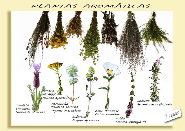 Plantas aromaticas: Tomillo, Árnica, Almoraúz, Tomillo Salsero, Orégano, Jara Pringosa, Poleo, Romero