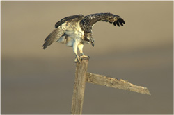 Águila pescadora