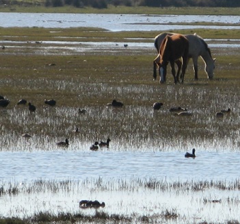 Yegua y su potrillo pastando en las marismas