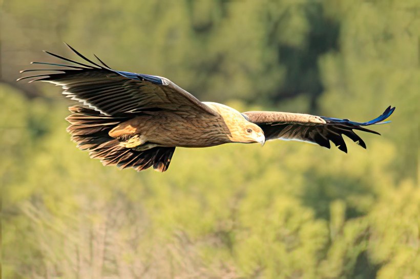 Águila imperial ibérica