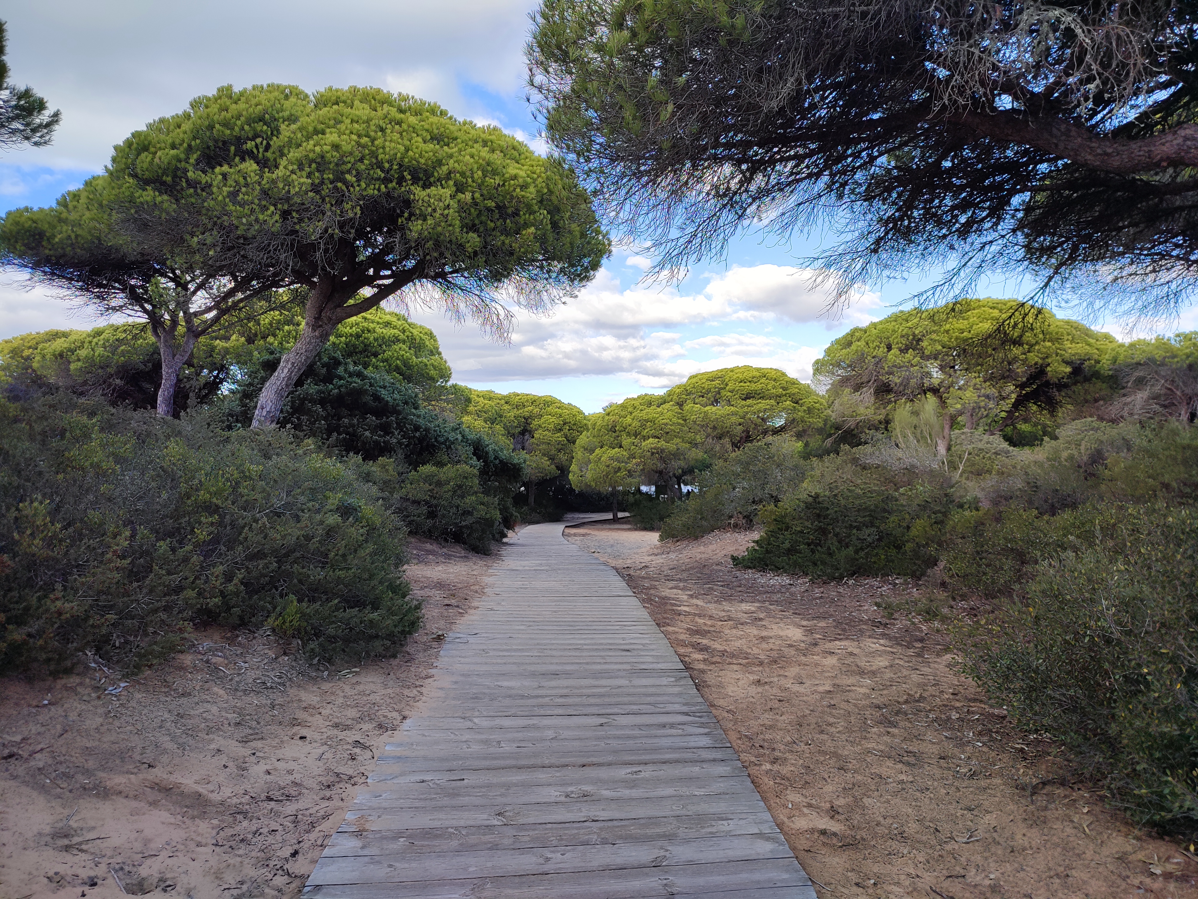 Ampliar imagen: sendero de madera que transcurre entre el bosque de pinos y arena