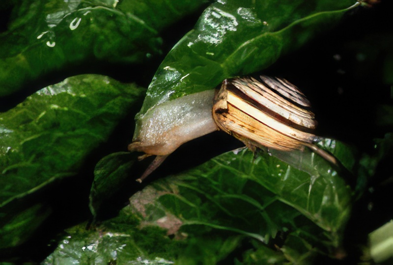 Theba pisana