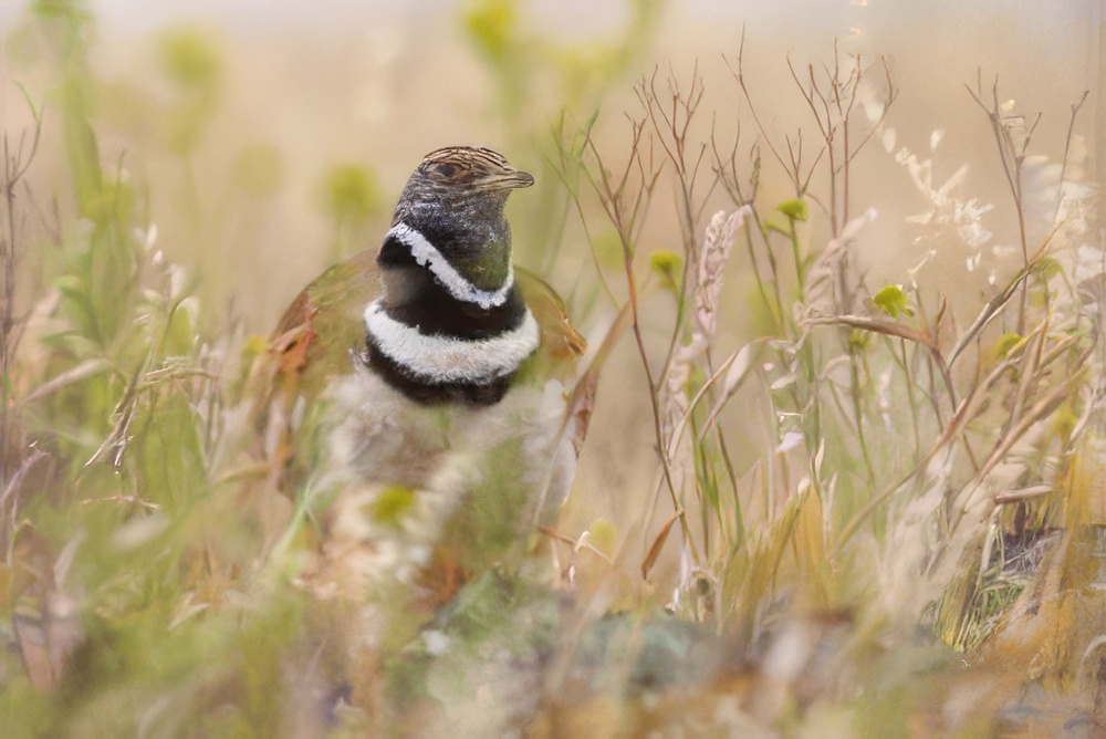 Ampliar imagen: Pájaro entre las hierbas altas que lo protegen