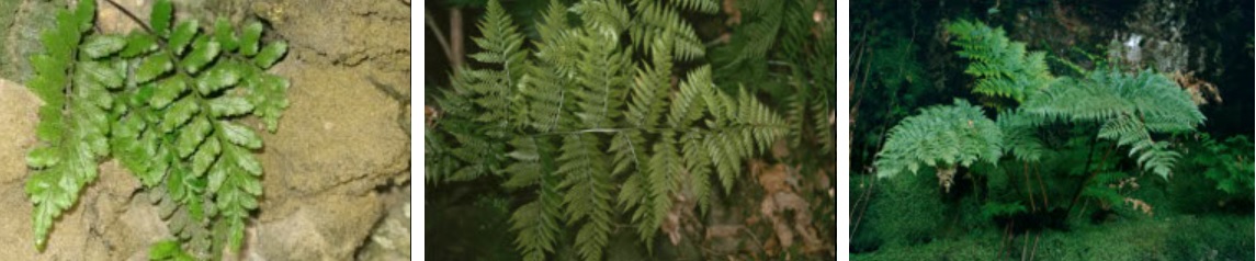 Mosaico de imágenes: Asplenium marinum, Diplazium caudatum, Culcita macrocarpa