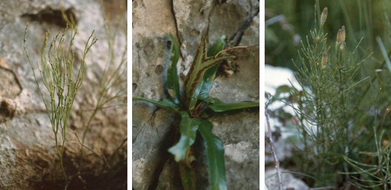 Mosaico de imágenes: Psilotum nudum, Phyllitis sagittata y Equisetum palustre