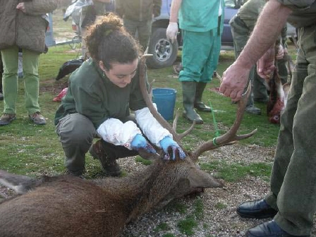 /medioambiente/portal/documents/20151/583608/pve_necropsia_ciervo.jpg/99692ca1-ac18-2dba-5d46-9eb86c276d29?t=1467635027000 /medioambiente/portal/documents/20151/583608/pve_necropsia_ciervo.jpg/99692ca1-ac18-2dba-5d46-9eb86c276d29?t=1467635027000